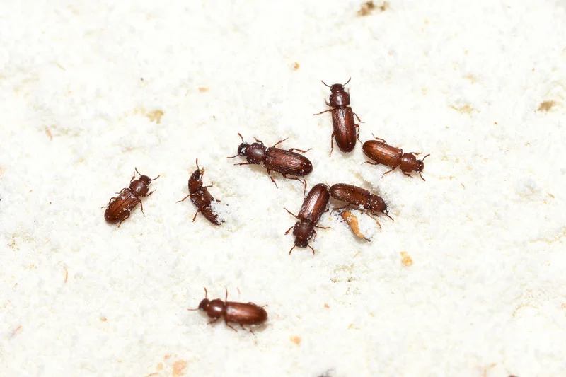 flour beetle in bedroom