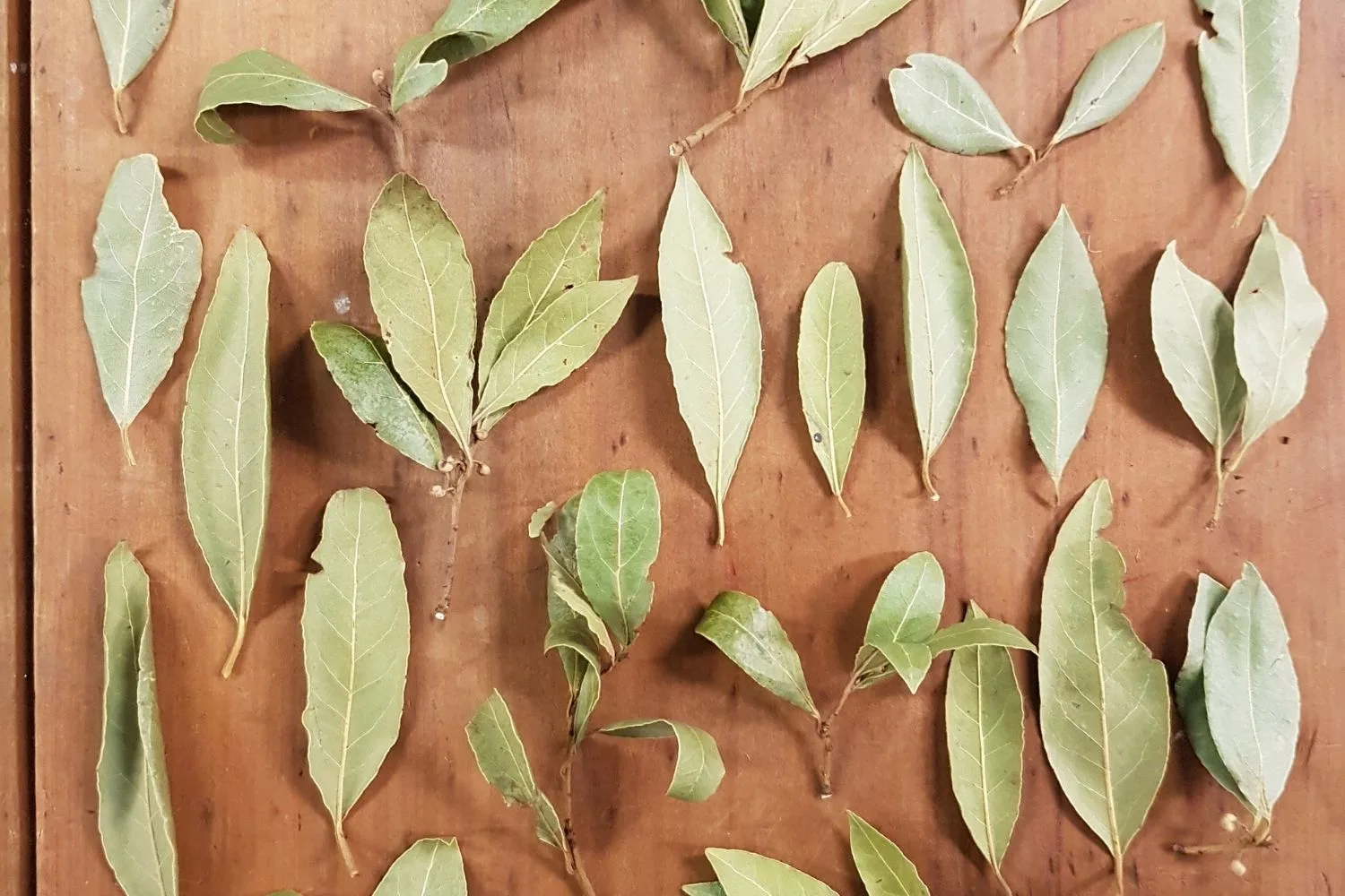 how to dry bay leaves