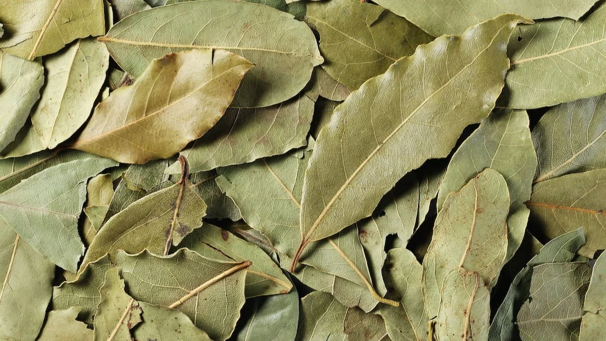 How To Dry Bay Leaves - Liana's Kitchen