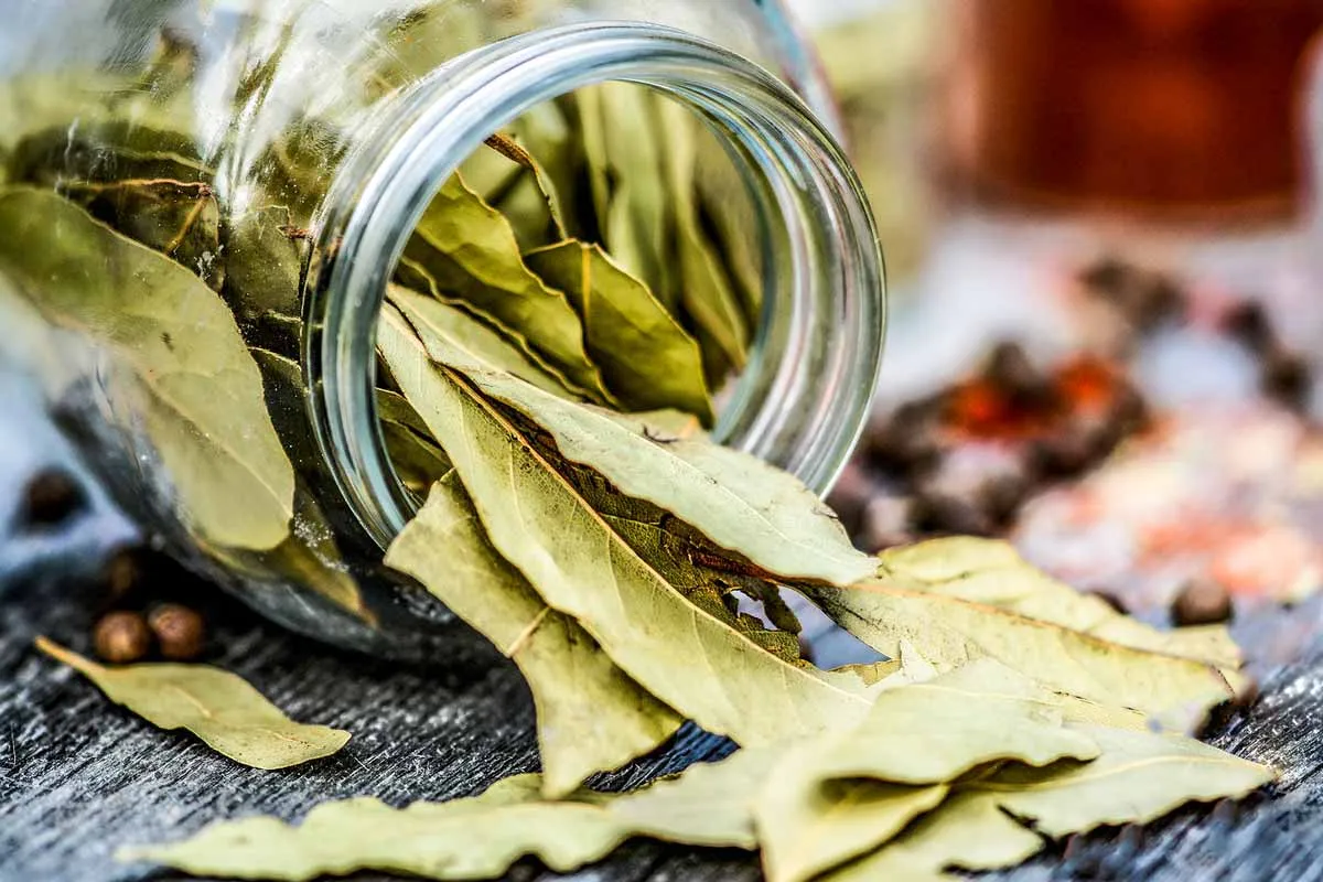 How To Dry Bay Leaves - Liana's Kitchen