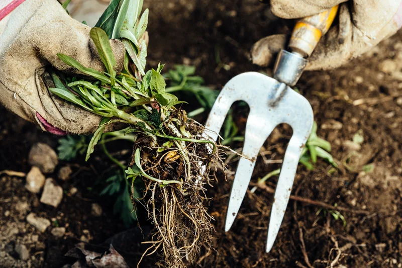 does vinegar kill grass