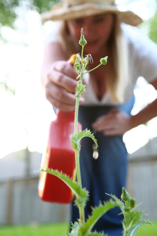 does vinegar kill grass