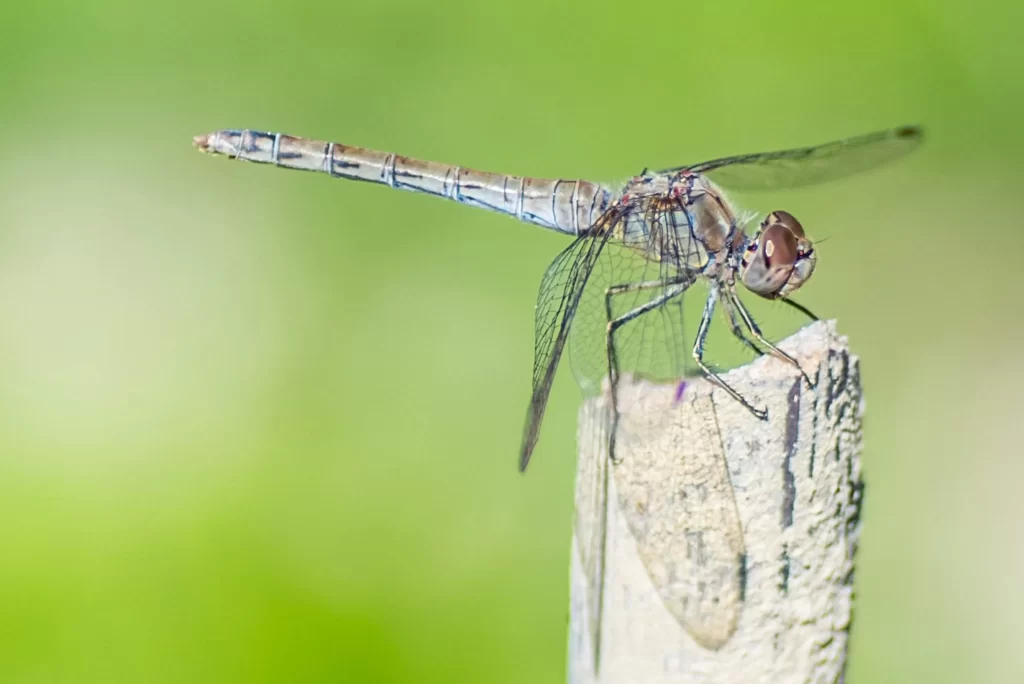 do dragonflies eat mosquitoes