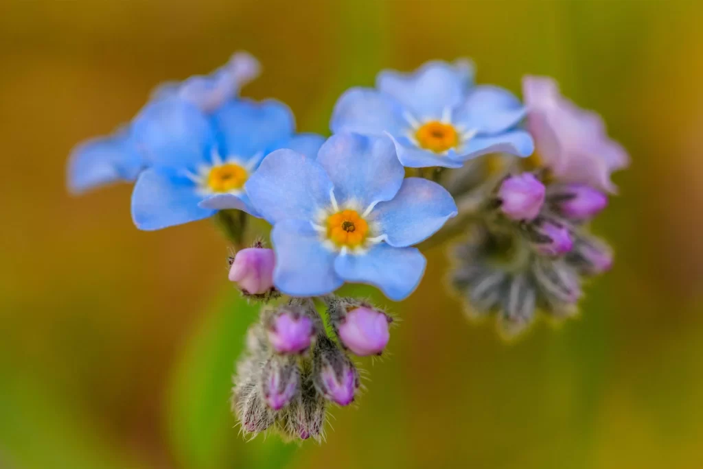 forget me not flower meaning