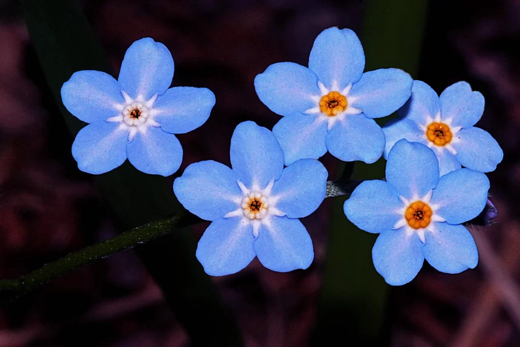 forget me not flower meaning