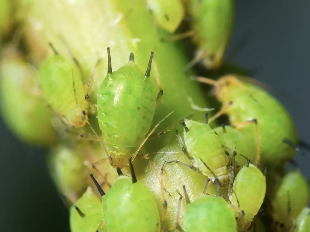 how to get rid of aphids permanently