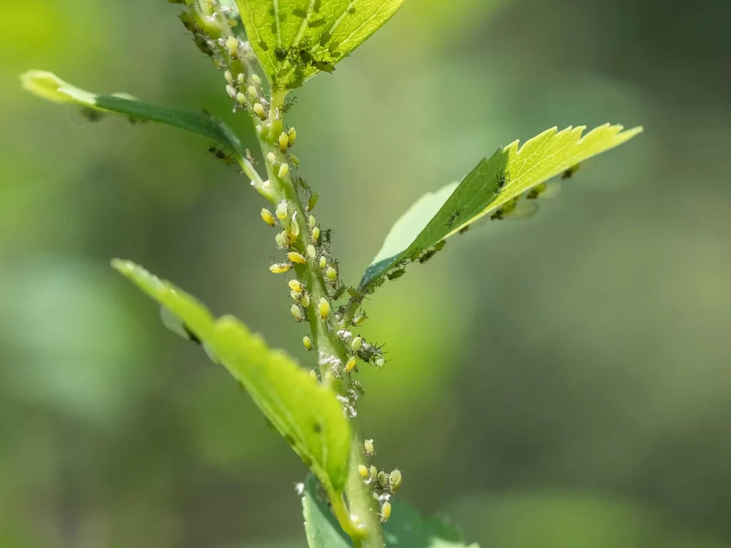 how to get rid of aphids permanently